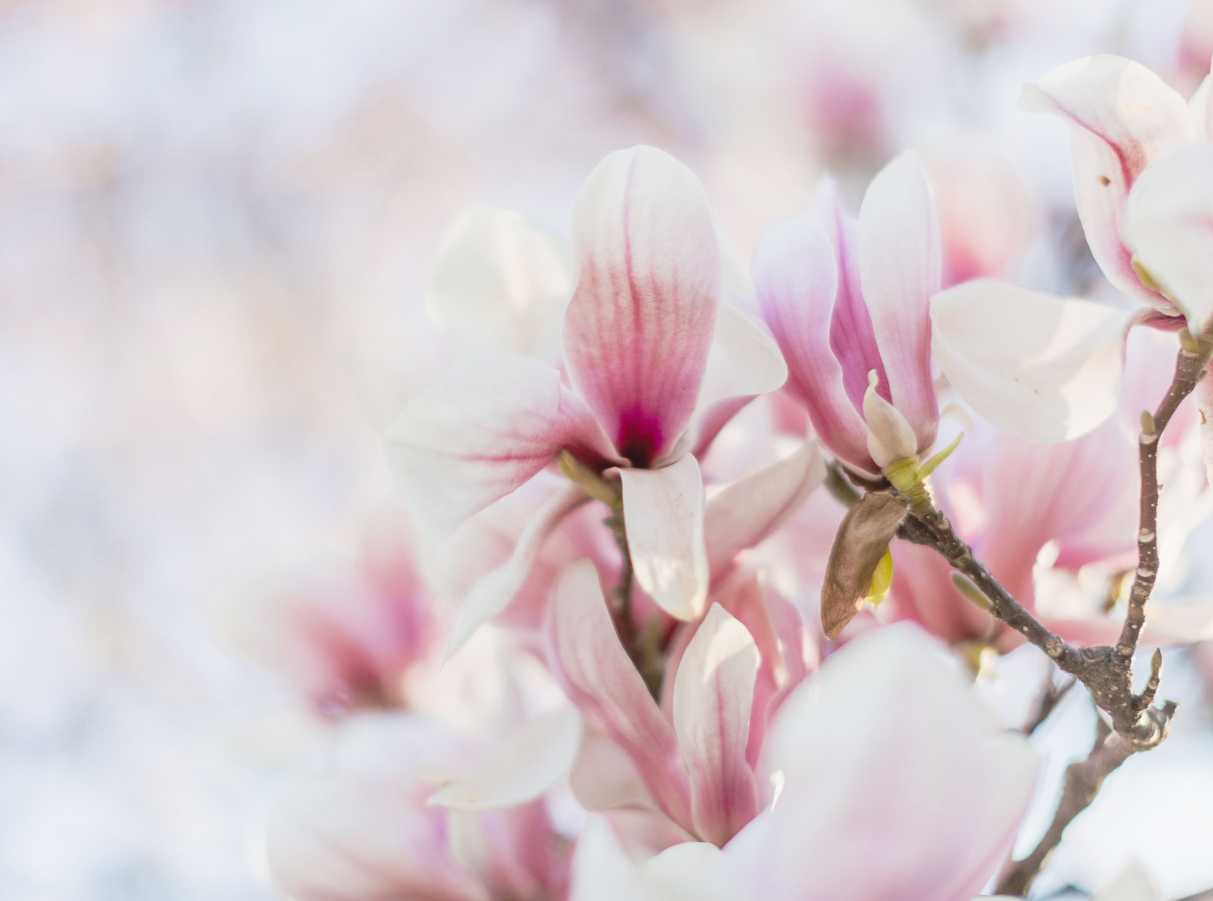 Spring Family Session, Wheaton Illinois, Northside Park. Detail shot of the flowers on the blooming tree