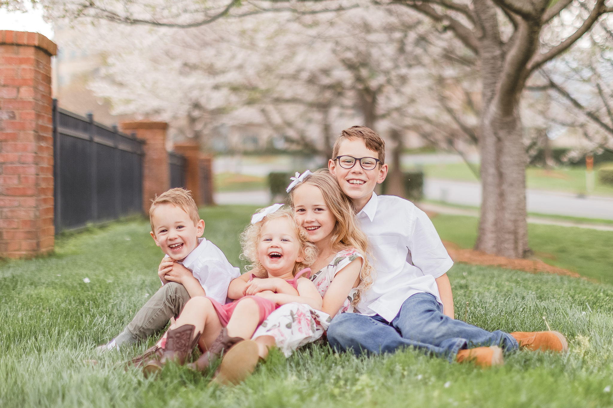 four siblings are sitting close to each other in the grass in front of a white cherry blossom tree, all laughing into the camera during a spring blossom family session